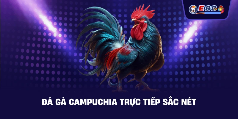 Đá gà Campuchia trực tiếp sắc nét
