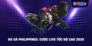 Đá gà Philippines: Cược live tốc độ cao 2026