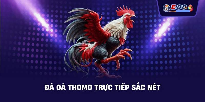 Đá gà Thomo trực tiếp sắc nét