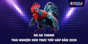 Đá gà Thomo – Trải nghiệm xem trực tiếp hấp dẫn 2026